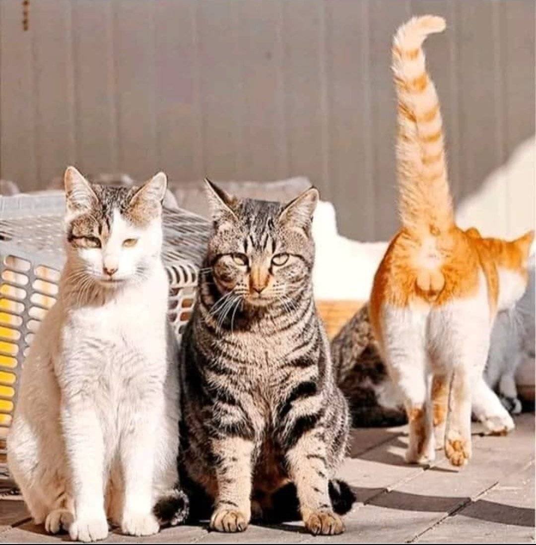 Включи фотографию котов. Прикольные кошки. Приколы с котами. Три кошки. Коты юмор.