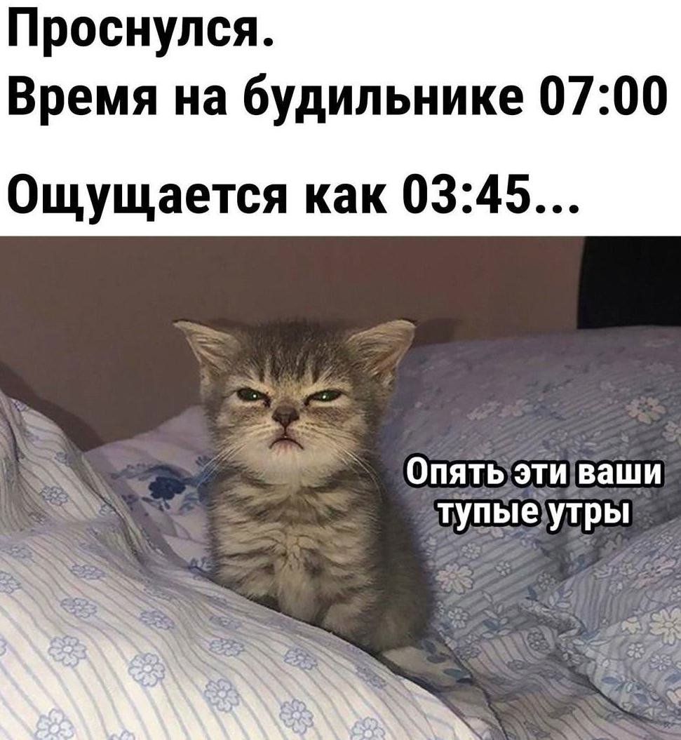 Разбудил кошку в пять утра