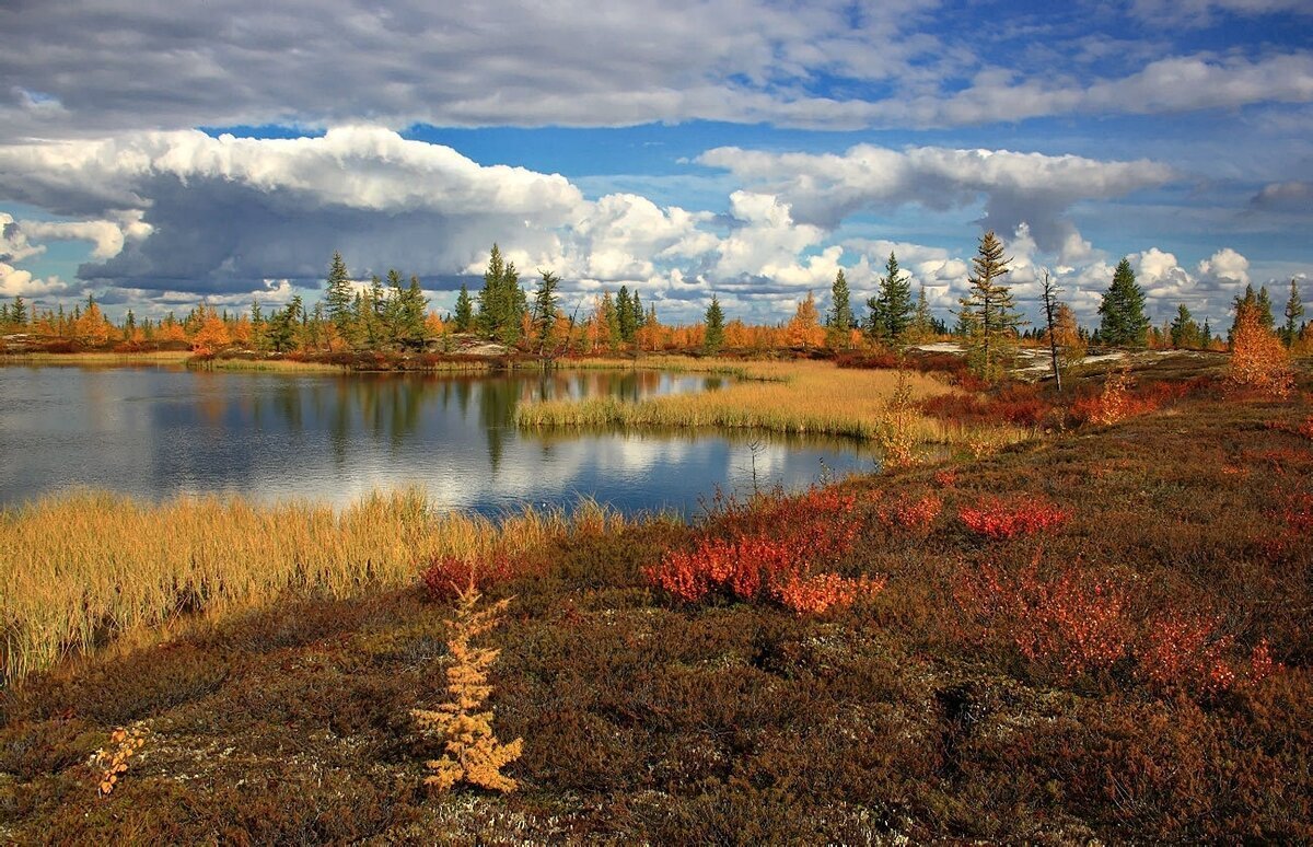 Ямало-Ненецкий автономный округ тундра