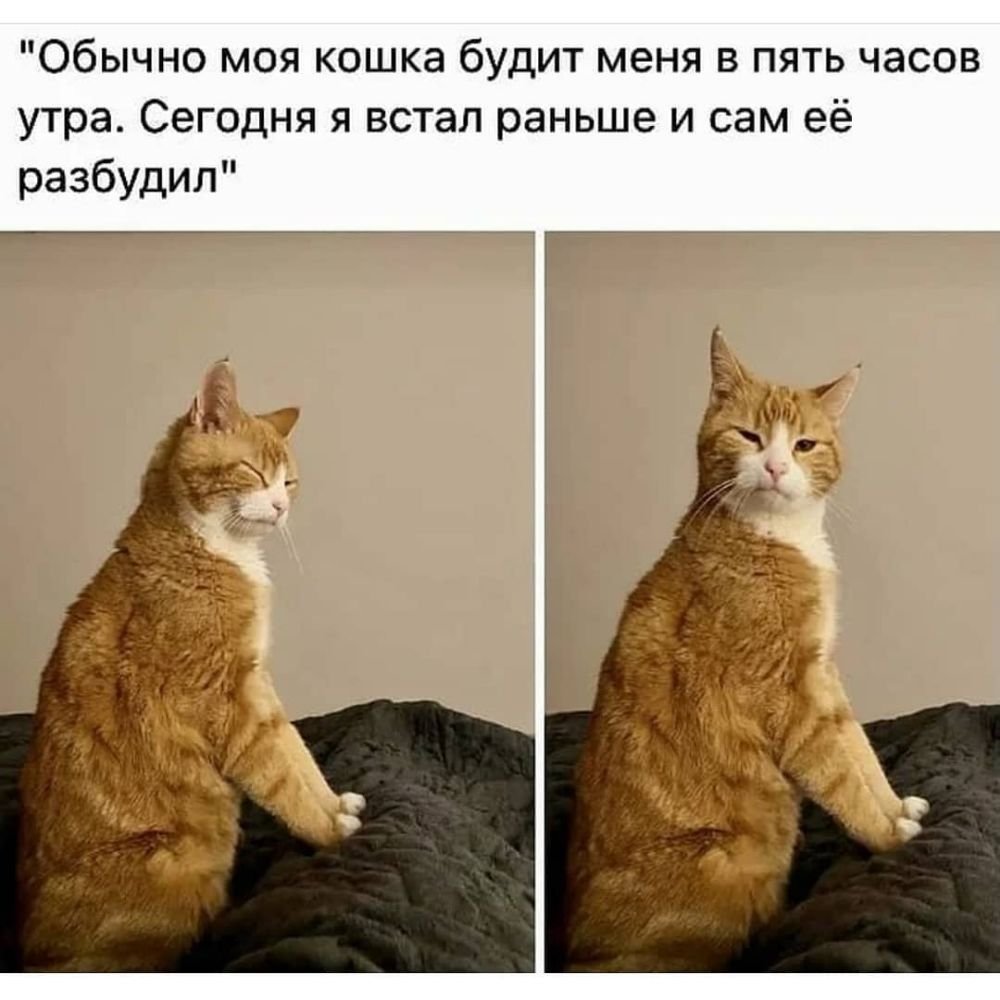 Вставай потомок обезьяны кормить меня потомка Льва картинки