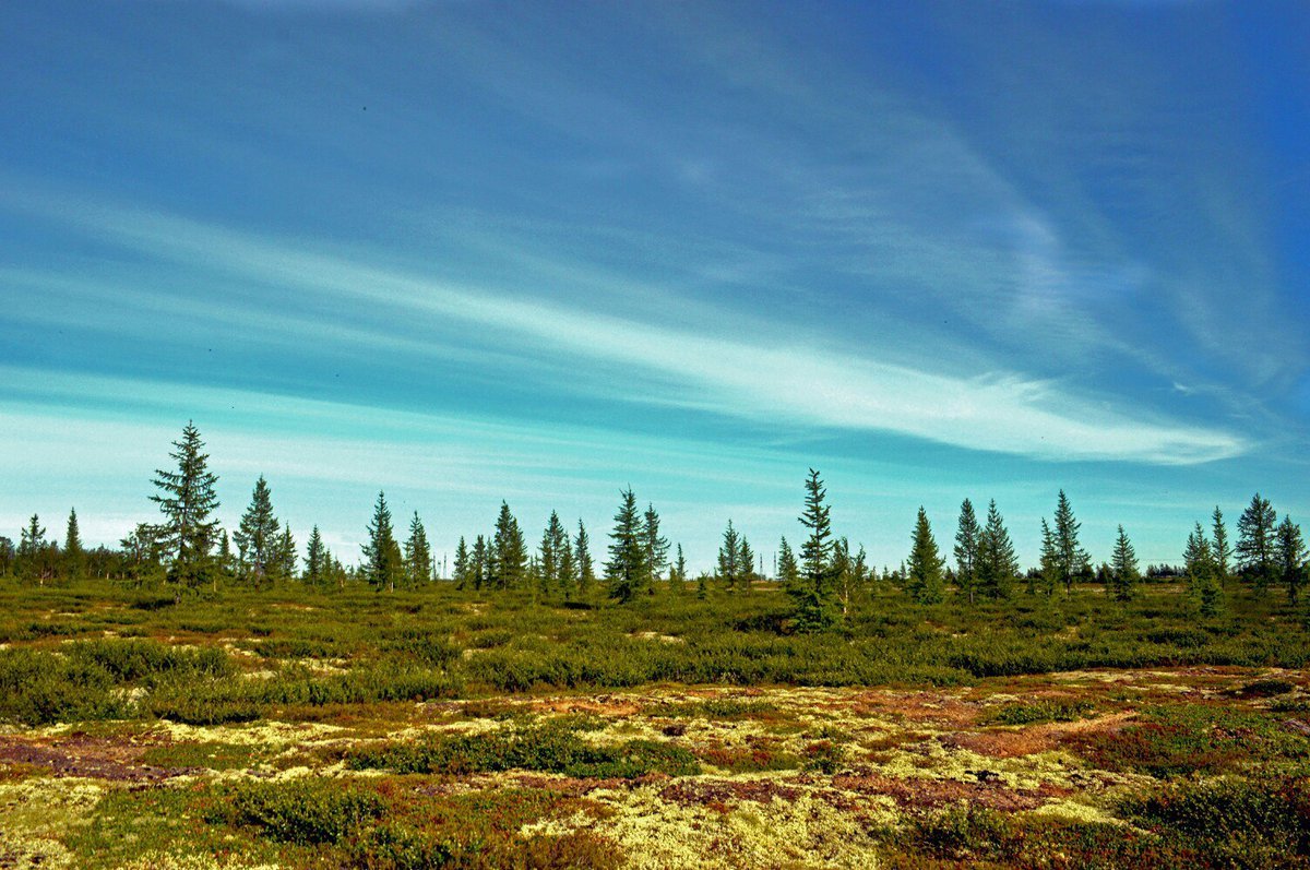 Тундра летом Ненецкий автономный округ