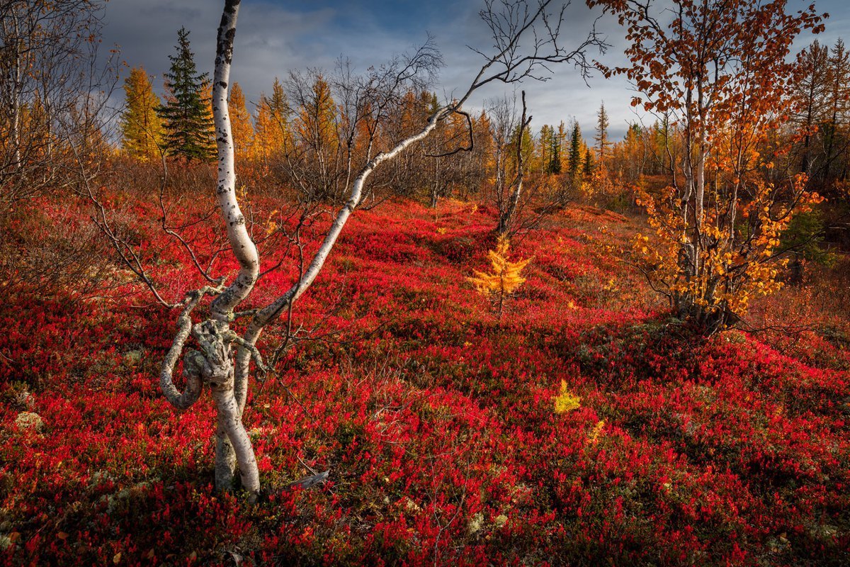 Тундра Ямала осенью
