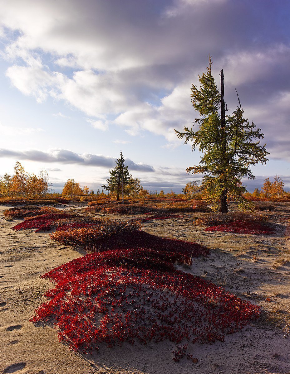 Лето тундра новый Уренгой