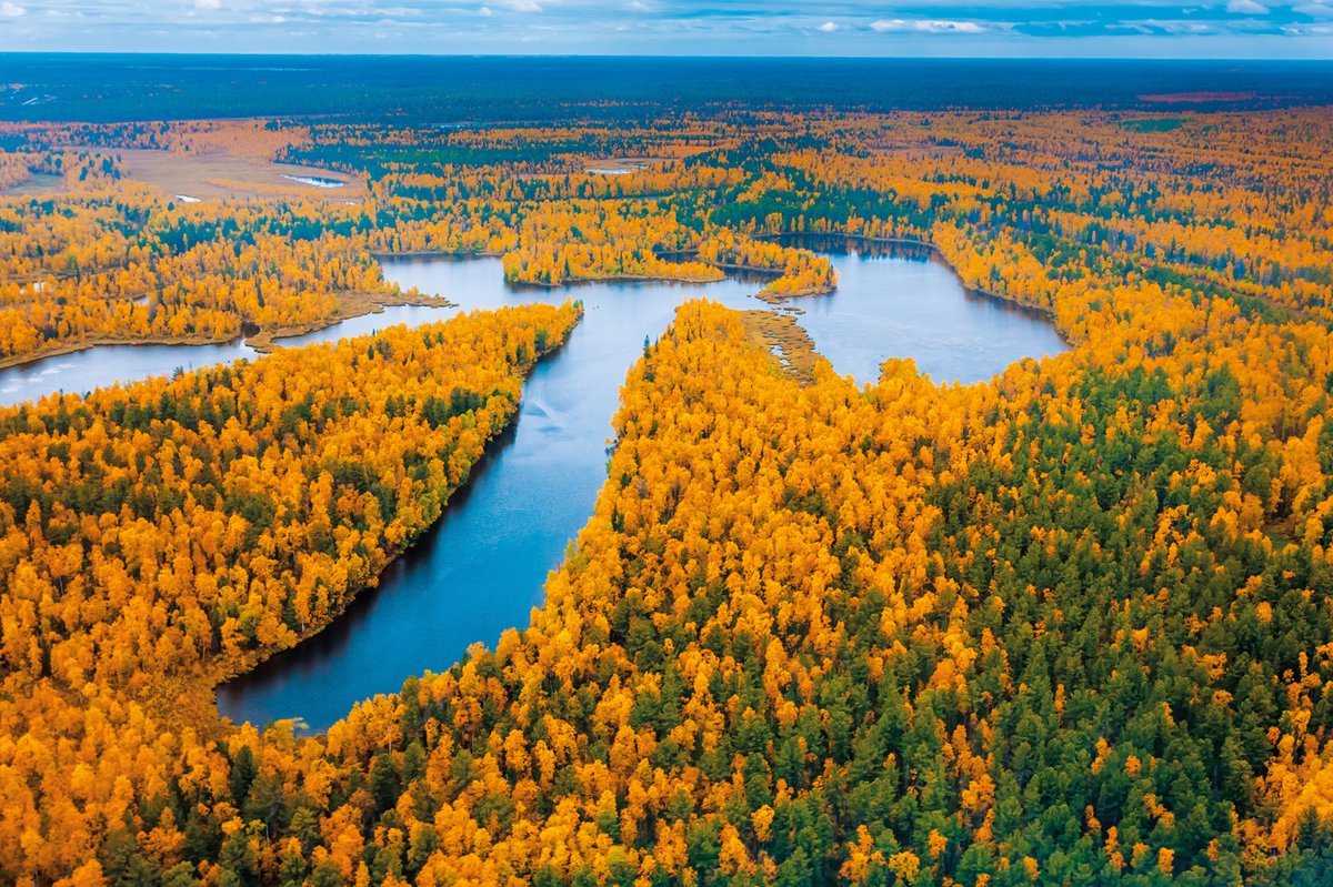 Ямало-Ненецкий автономный округ лес