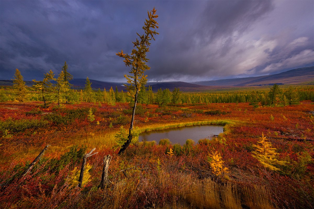 Тундра осенью Салехард