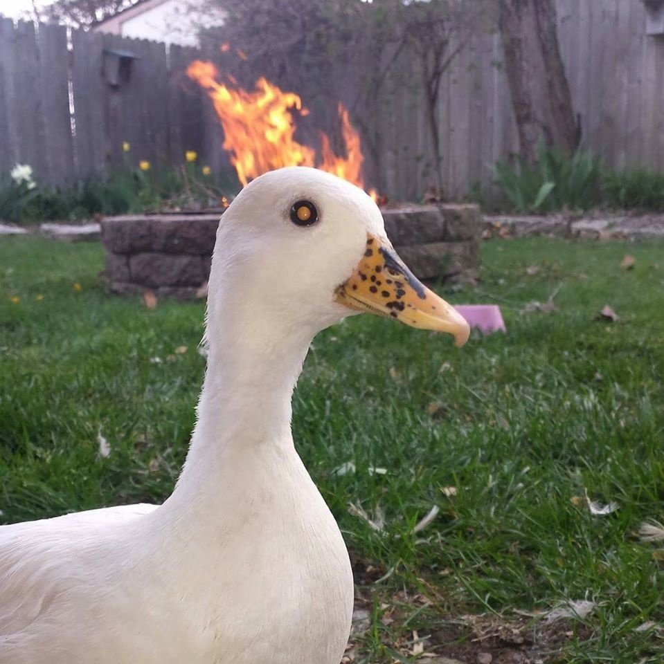 Утка с сигаретой