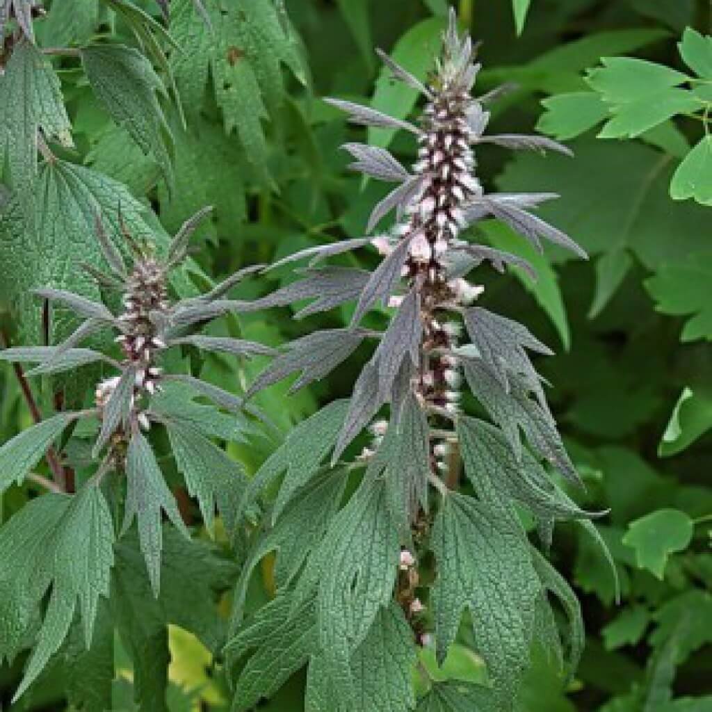 Пустырник на белом фоне