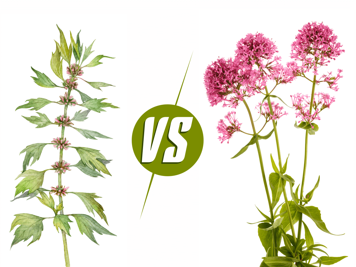 Пустырник трава