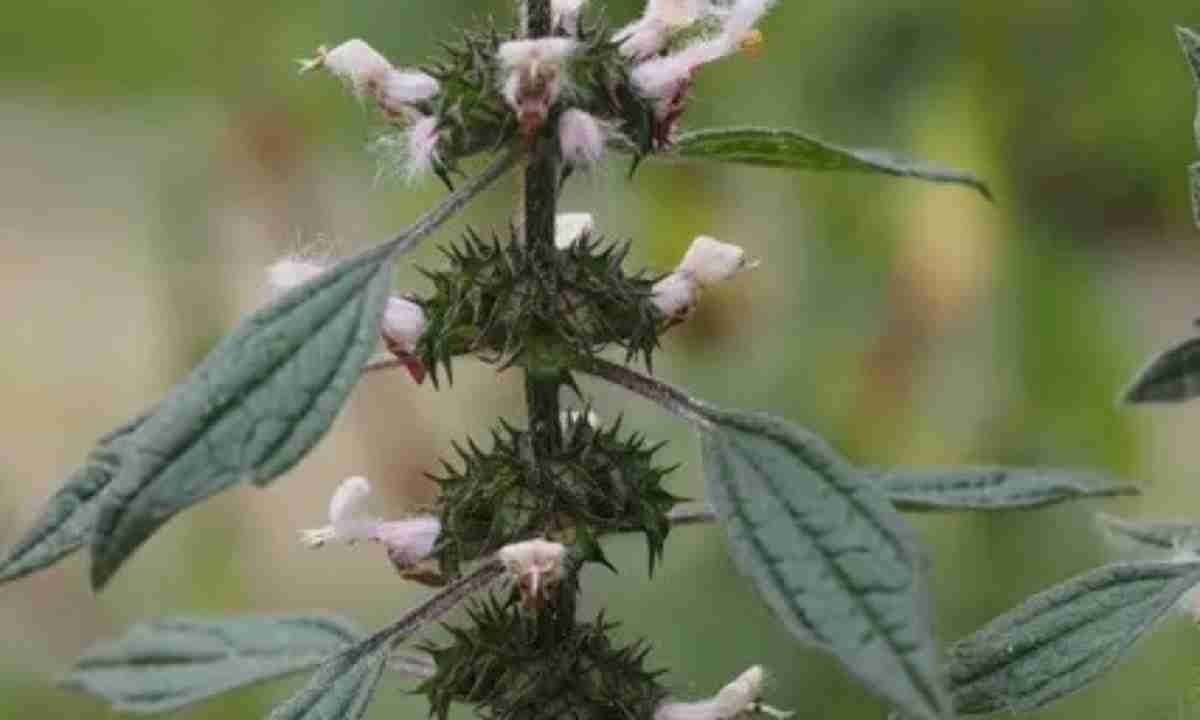 Пустырник пятилопастный