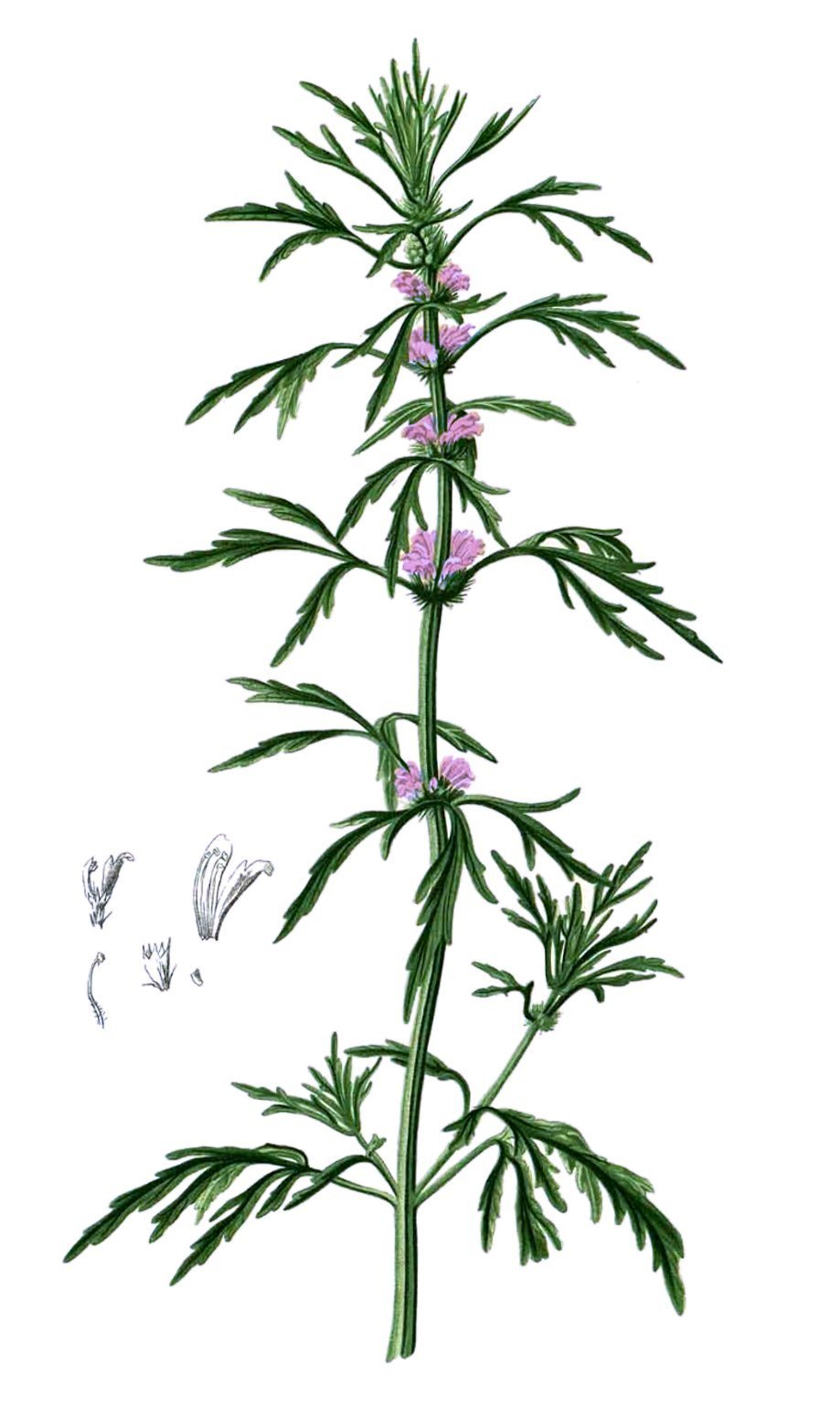 Соцветие пустырника