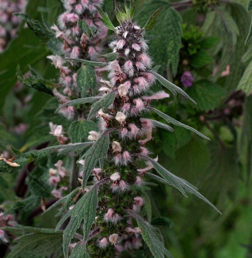 Пустырник сизый