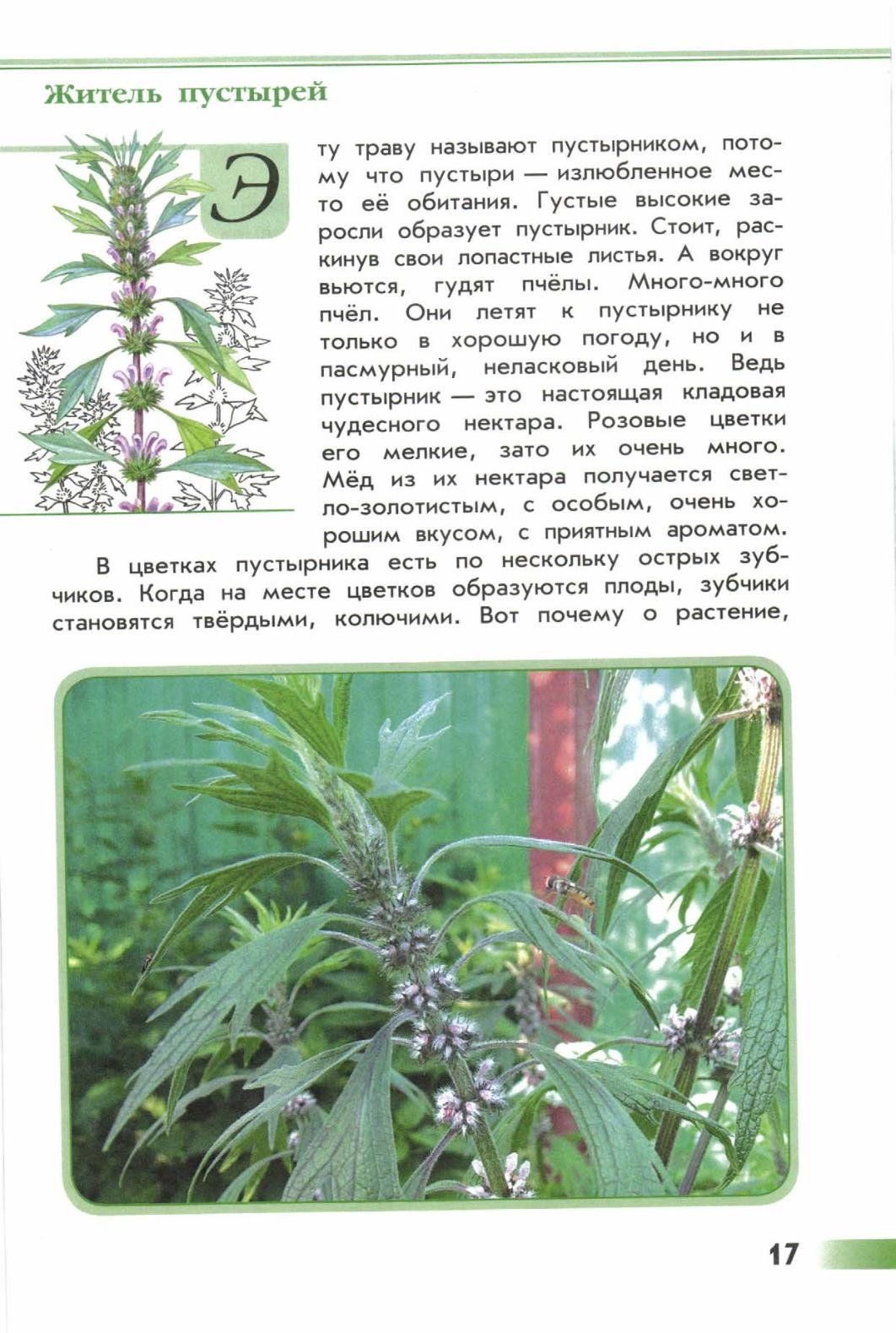 Пустырника трава измельченная