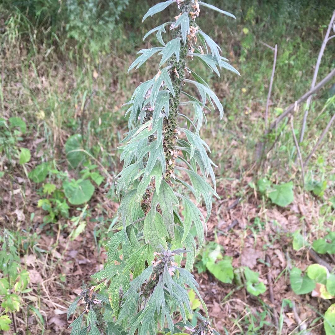 Пустырник экстракт в6