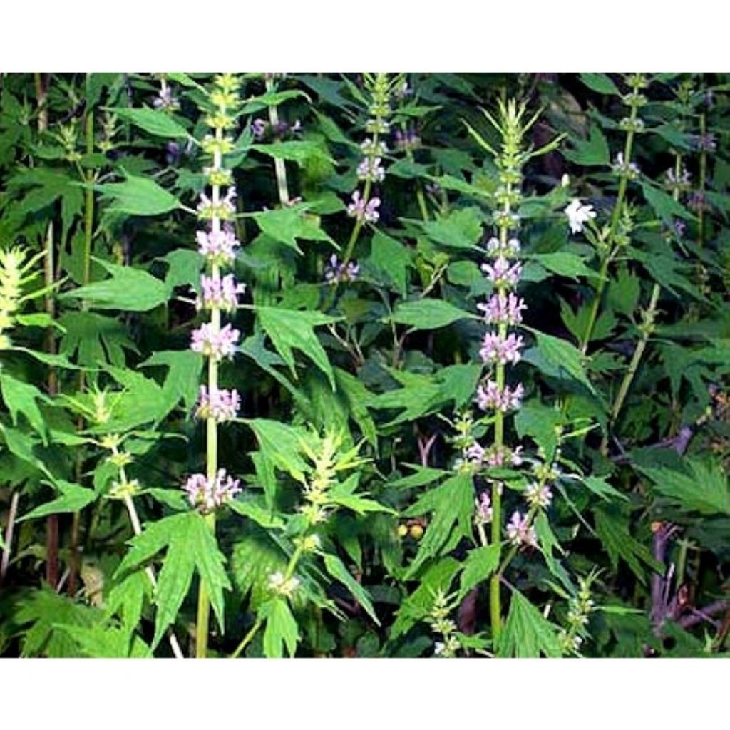 Пустырник сердечный ГФ