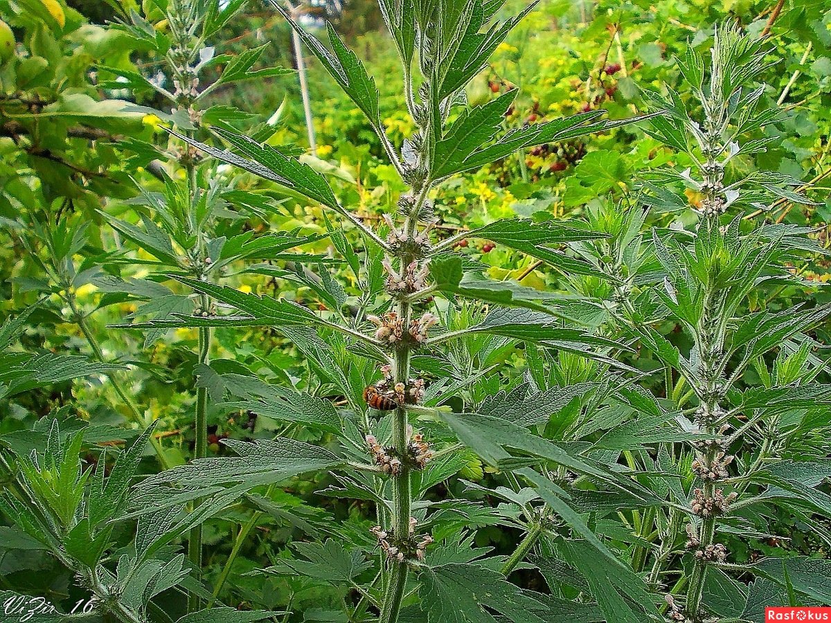 Пустырника настойка 25мл