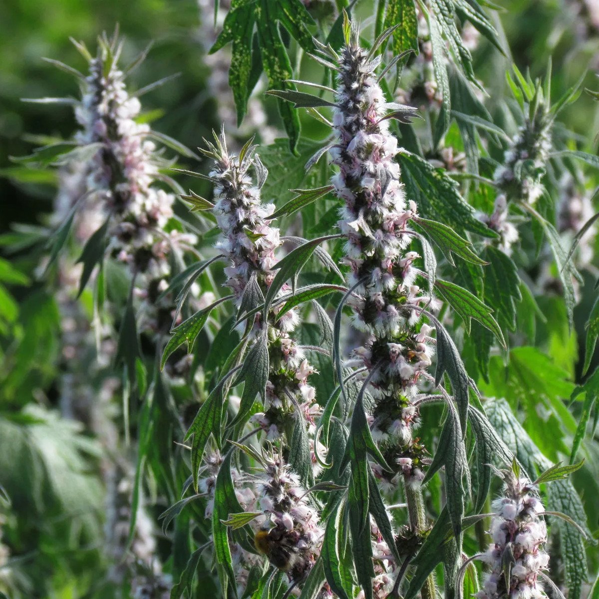 Пустырник растение