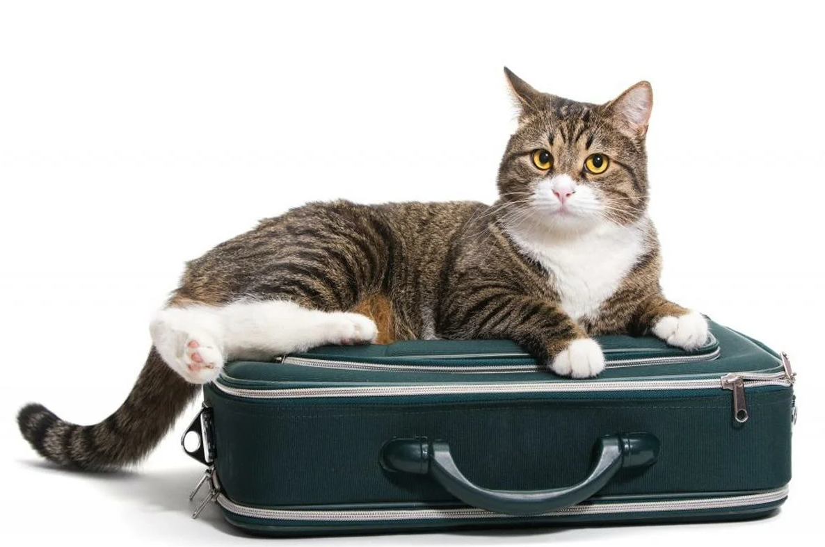 Кот сидит на чемодане