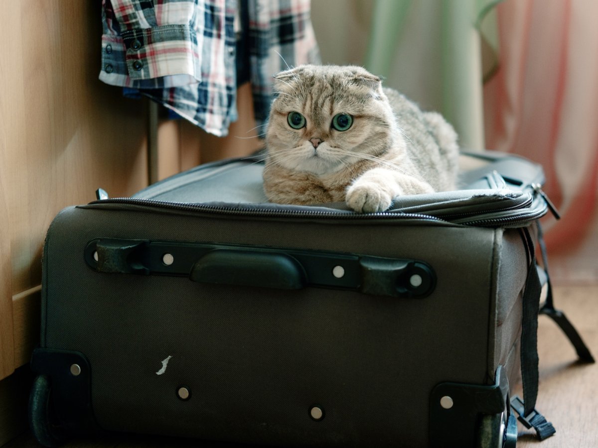 Сумка кошка