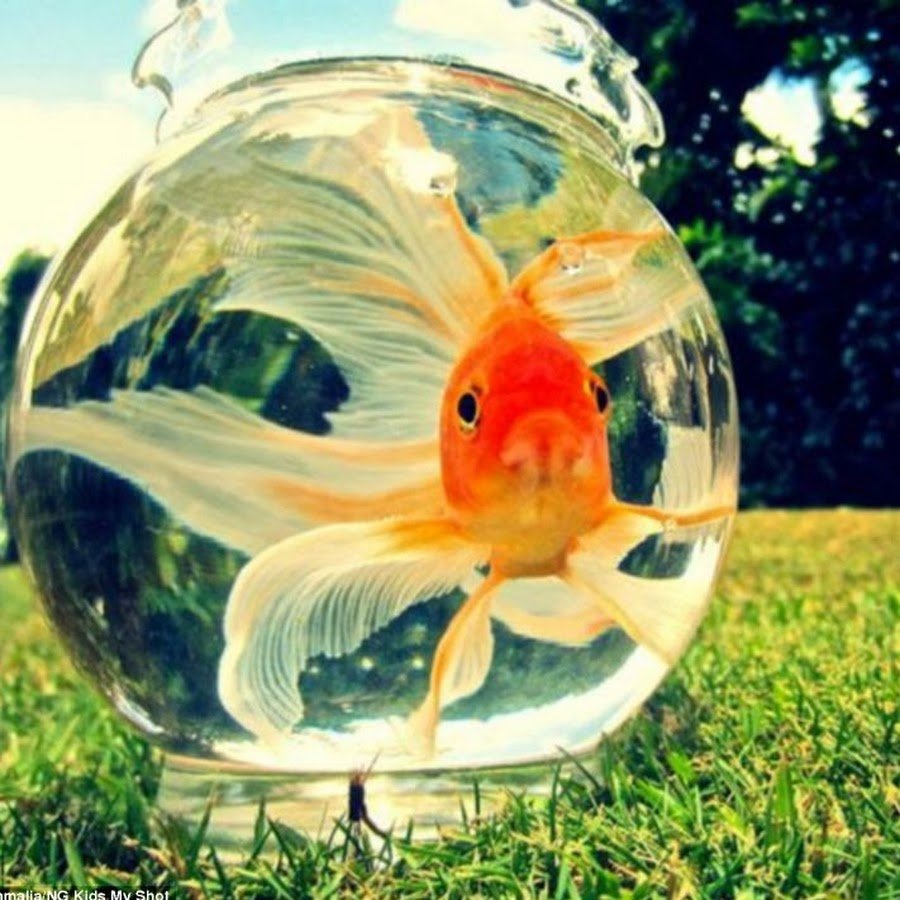 Золотая рыбка любовь