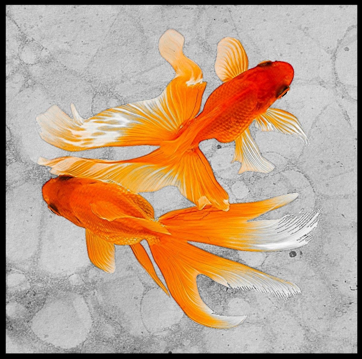 Золотые рыбки по фен шуй