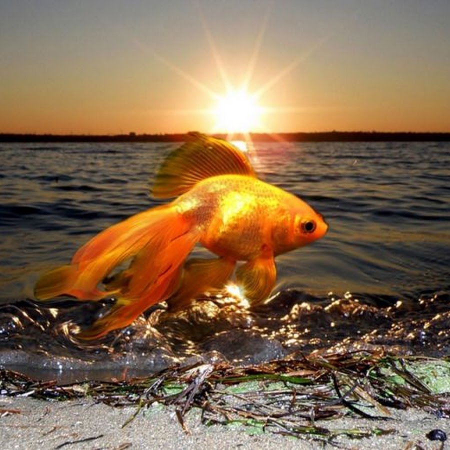 Золотая рыбка в море