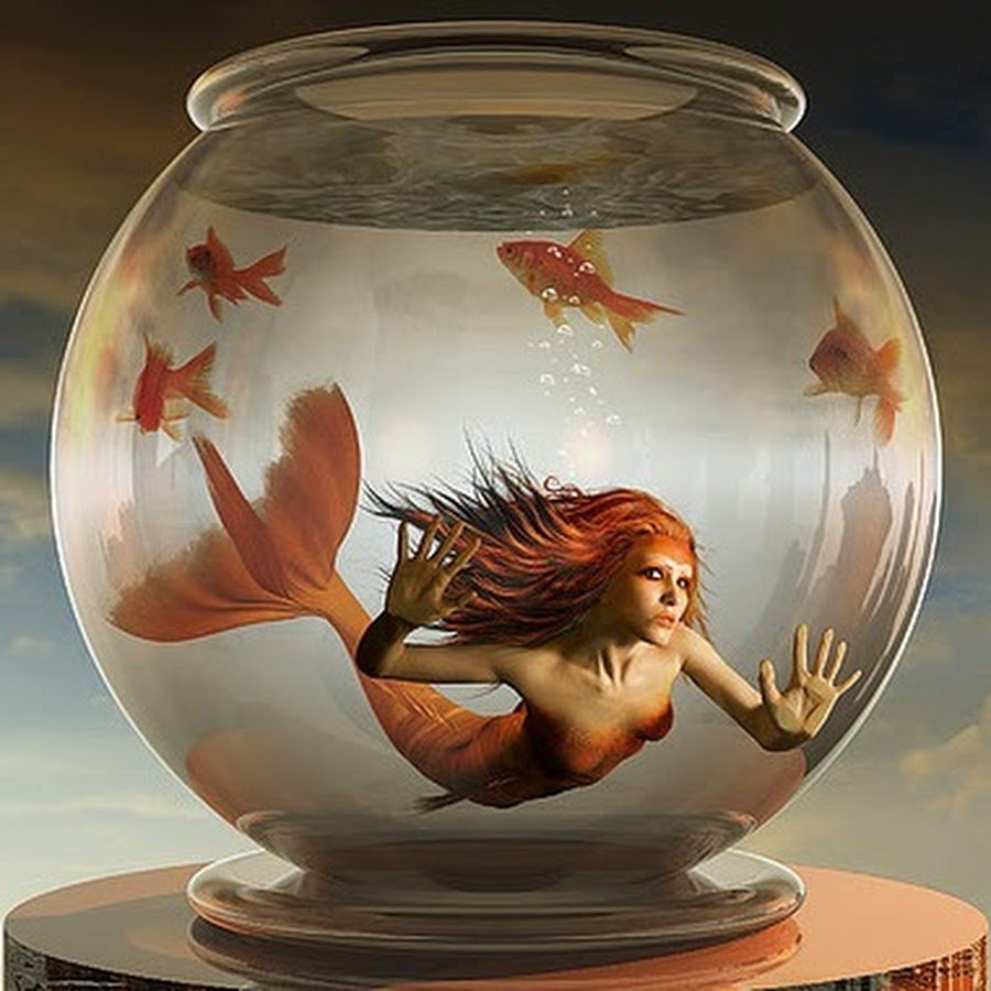 Золотая рыбка в аквариуме