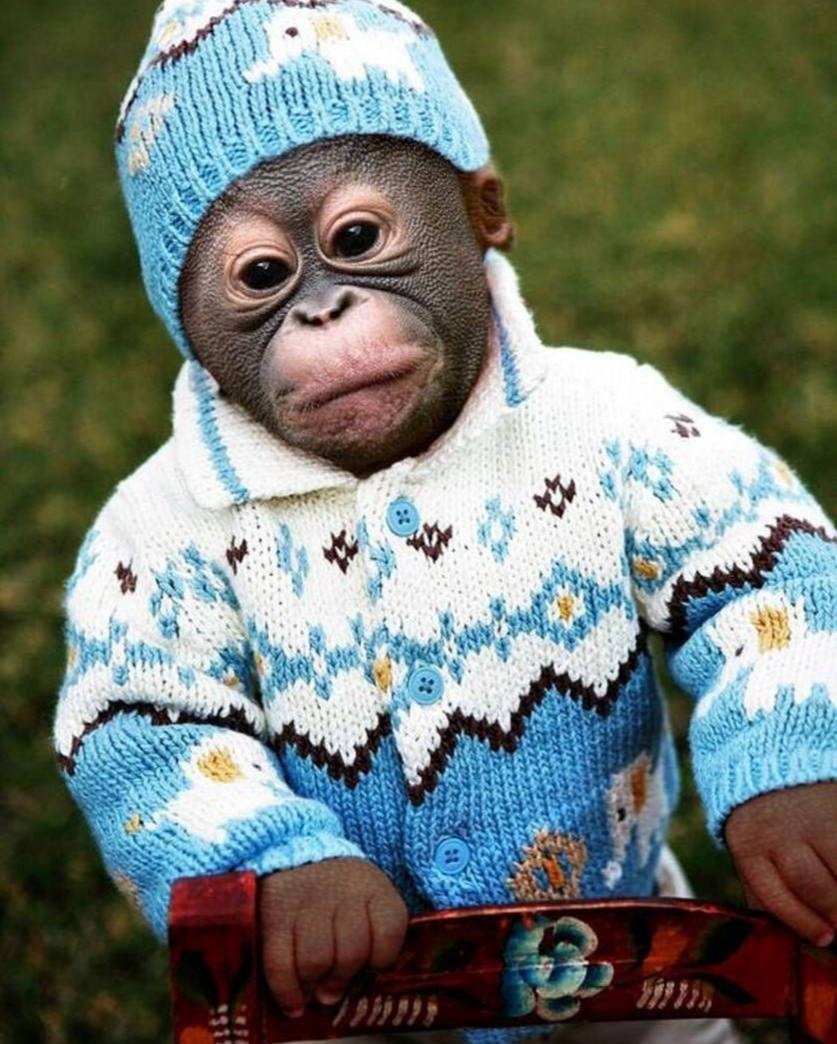 Обезьяна машет рукой