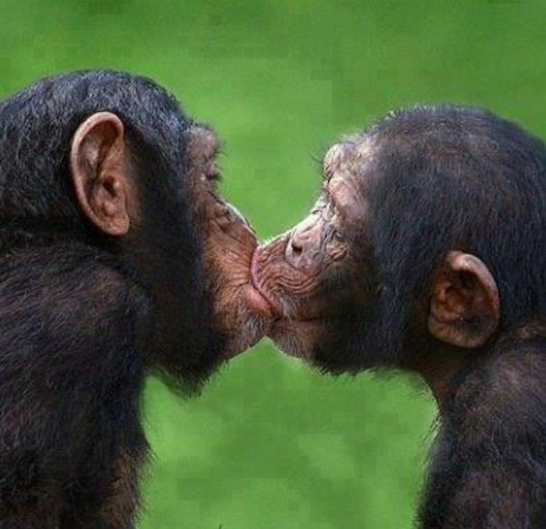 Обезьяна в одежде