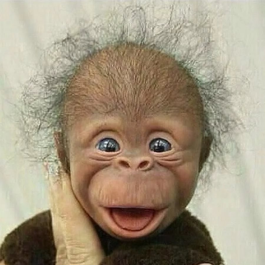 Смешная рожа макаки