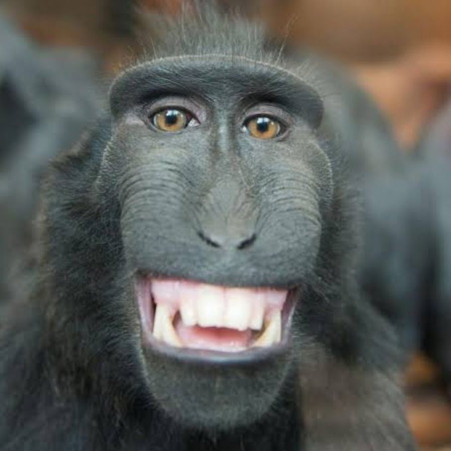 Горилла Харамбе