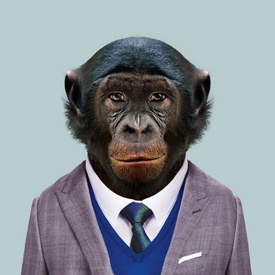 Обезьяна в шапке