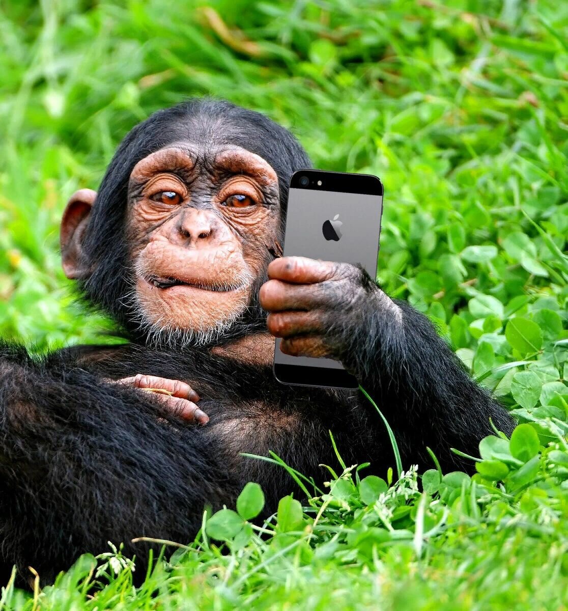 Горилла с факом