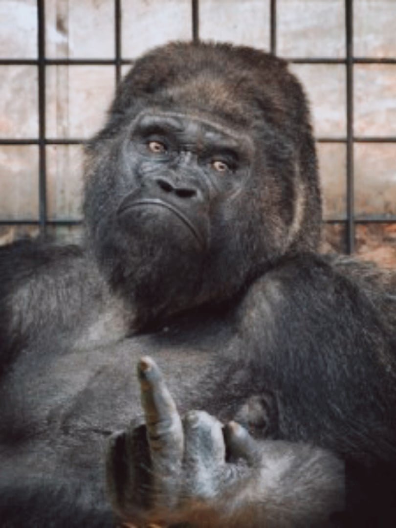 Шимпанзе с сигаретой