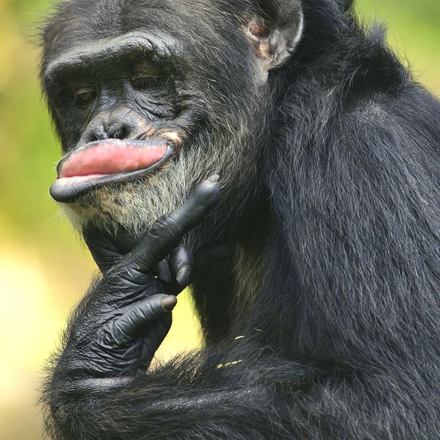 Самец бонобо Канзи