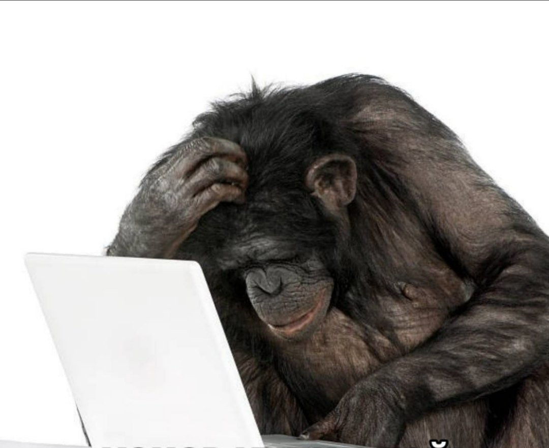 Картинка шимпанзе