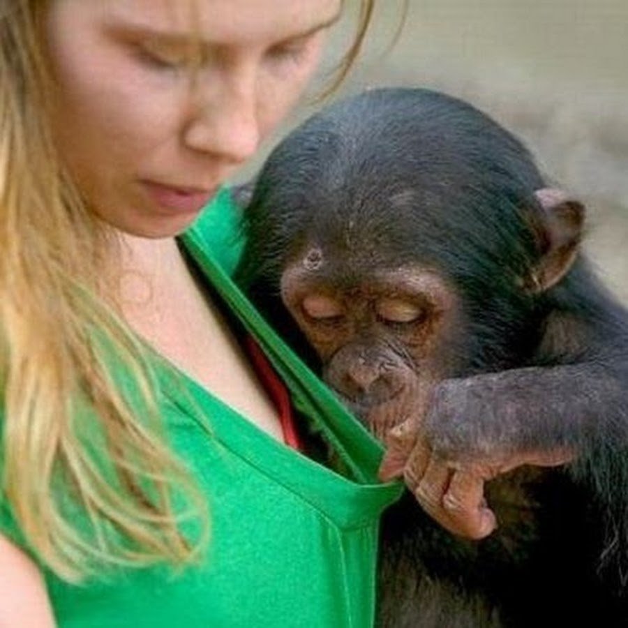 Растрепанная обезьяна