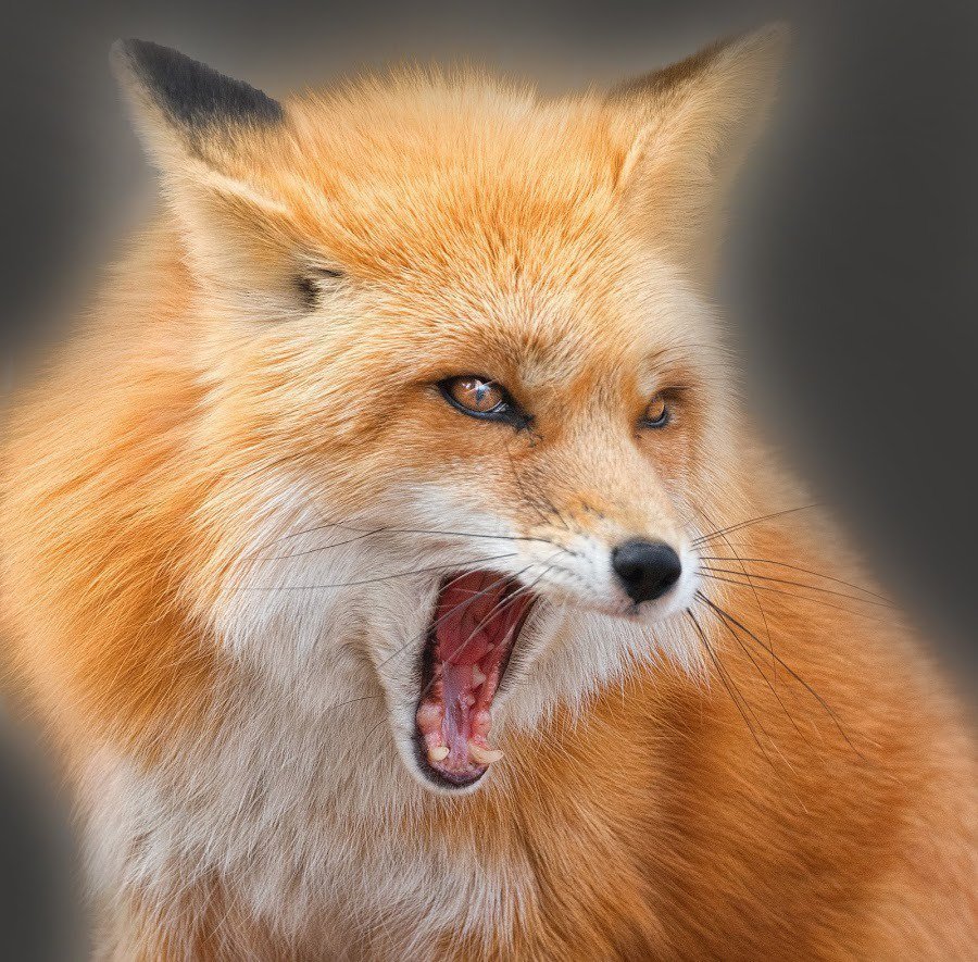 Оскал лисы