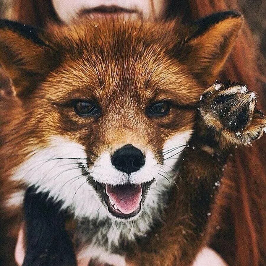 Смешная лиса