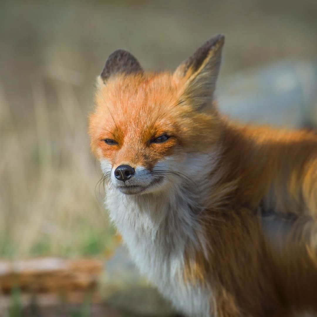 Подозрительная лиса