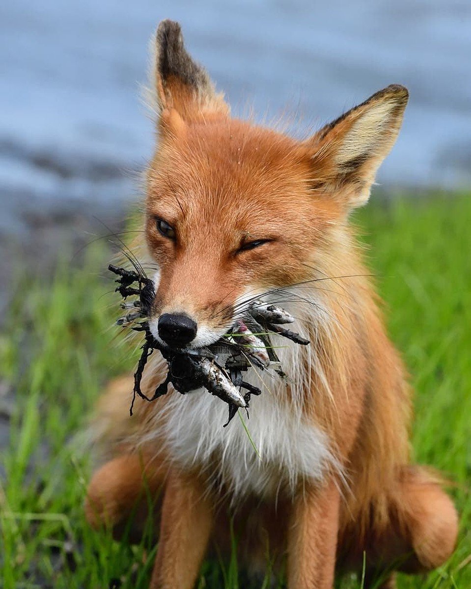 Камчатская лисица