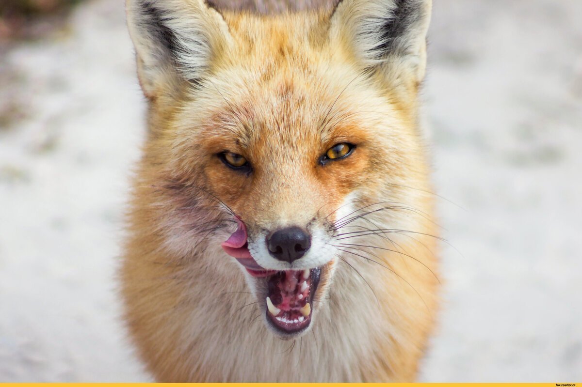 Красная лиса арт