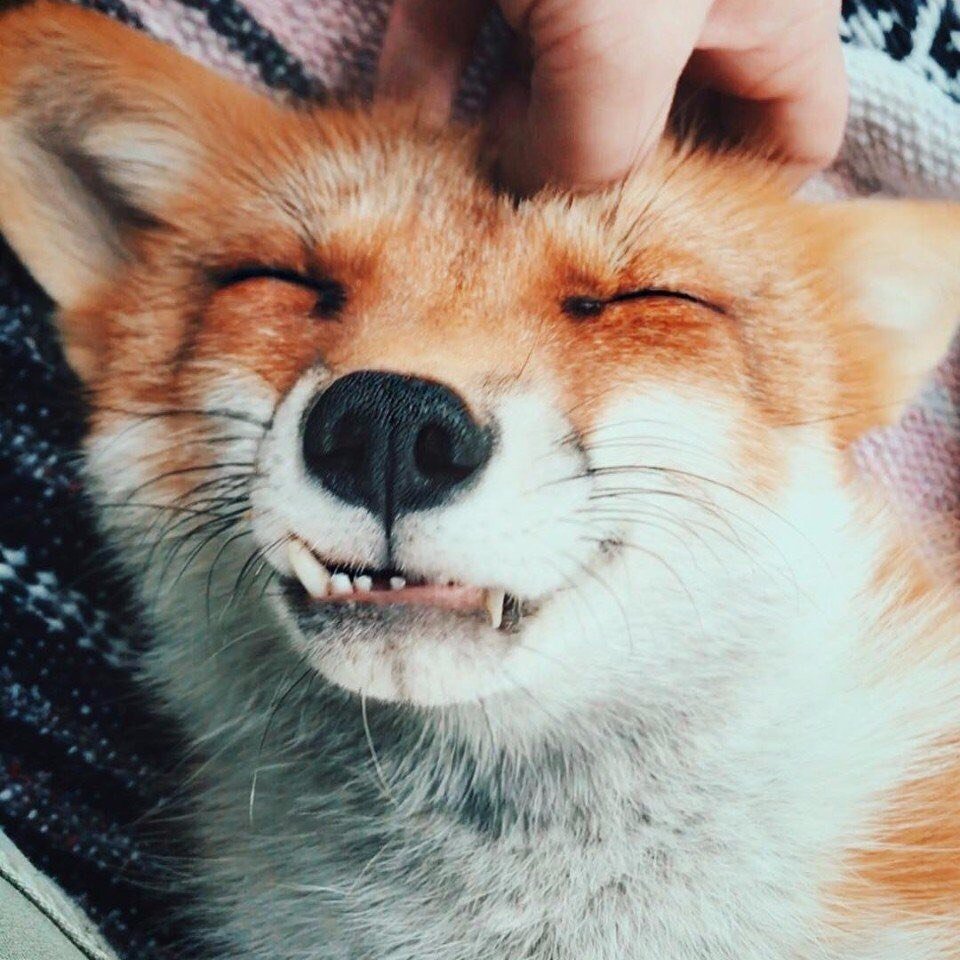 Злой Лис арт