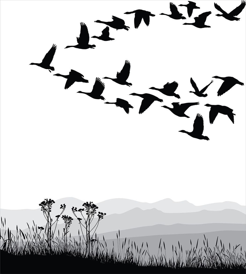 Птица летит