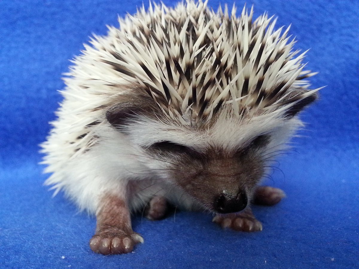 Страшный Ежик