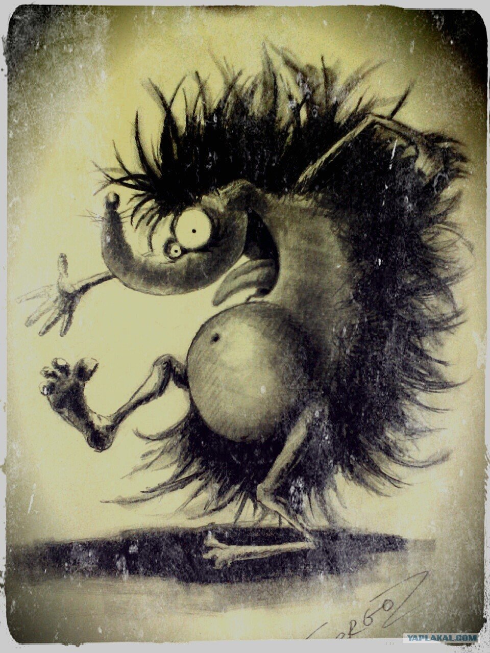 Ежи пушистые