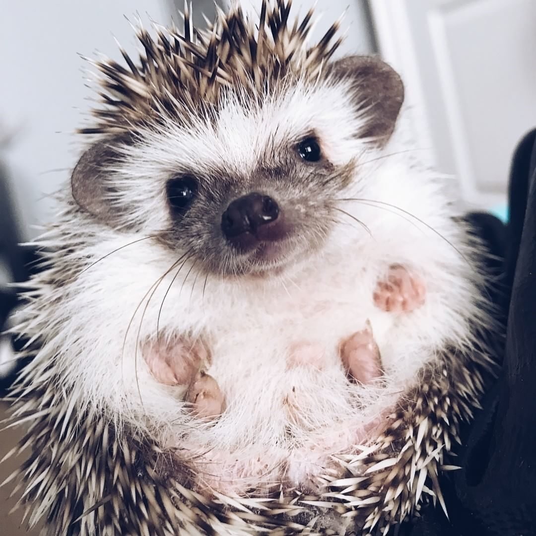 Злой Ежик рисунок