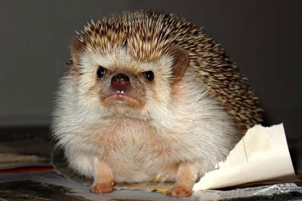 Ежик растерзал игрушку