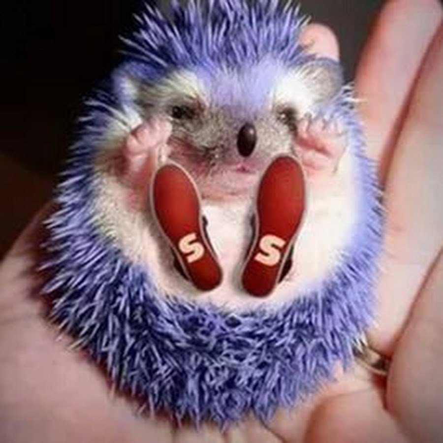 Ёжик в противогазе