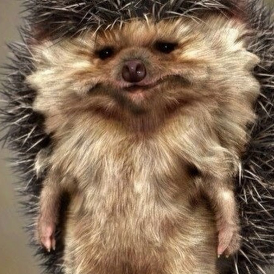 Крутой Ежик