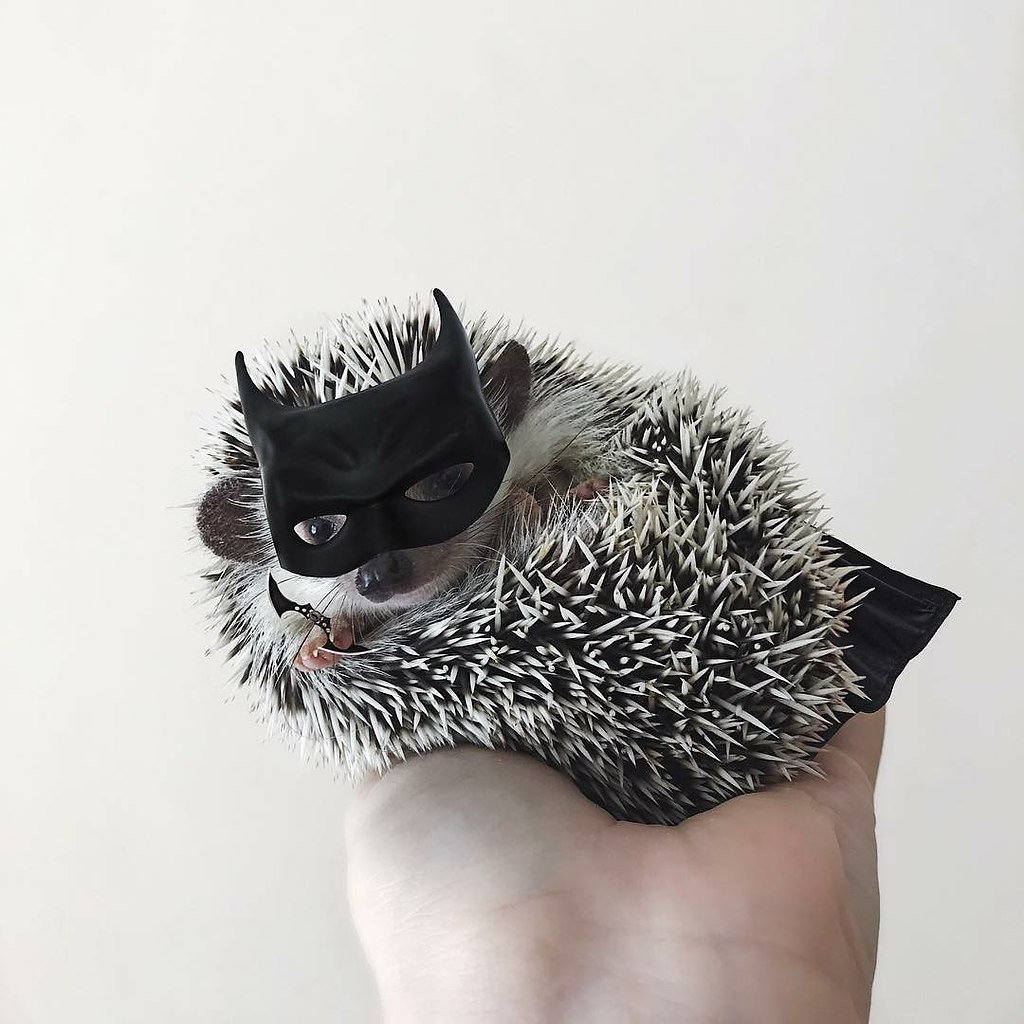 Бешеный Ежик